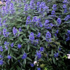 5023242392103 1 Caryopteris clandonensis Blue Balloon.jpg